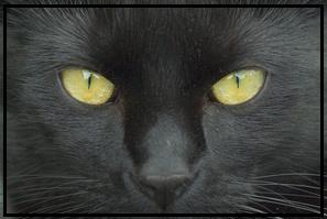 L’Essenza Californiana e il gatto nero di Patricia: una interpretazione analogica